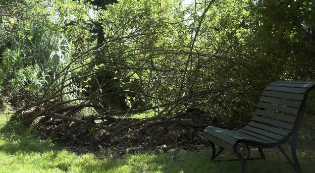 2008 06 3 On a enlevé toute la partie qui envahissait la rocaille, toutes les branches mortes du dessous, toutes les branches trop abîmées.
