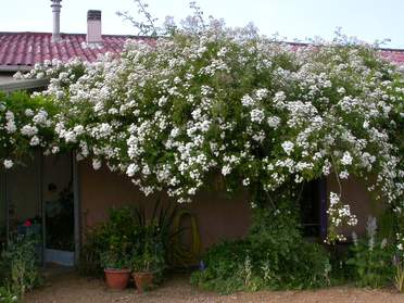 Les grands rosiers lianes