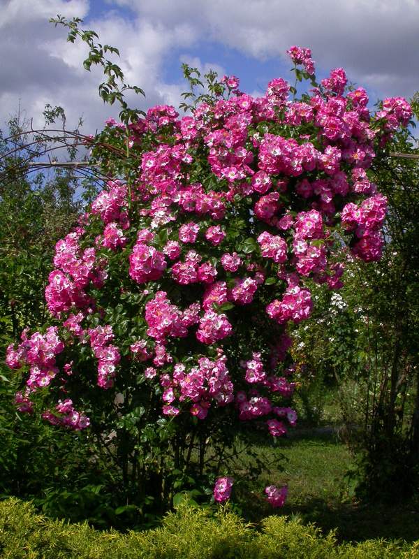 American Pillar (Van Fleet - 1902) American%20Pilar%201