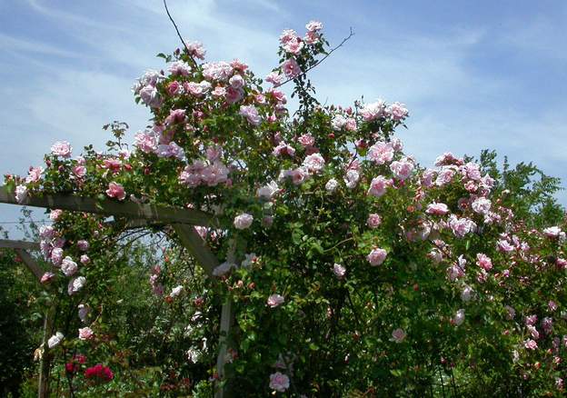 Albertine 2004 Toujours un hybride de Wichurana. Il fleurit plus tard qu'Albéric, en général au moment où ce dernier fane, c'est gentil de prendre le relais. Depuis 2010 il a...