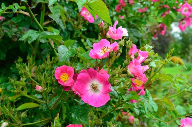 American Pillar (fleur) Parce que c'est un rosier splendide ! Il faut lui éviter toutes les situations qui favoriseraient sa tendance à champignonner.