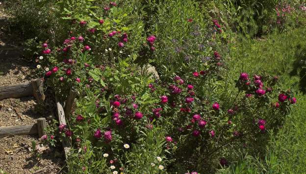 pompon de bourgogne 2010 Un rosier rare ! Traçant, vigoureux mais petit (regardez l'erigeron à côté). Va particulièrement bien dans cette rocaille. Son nom vrai est Rosa × centifolia...