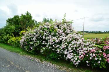 hybrides locaux Les rosiers Hybrides qui sont nés chez nous. Dans leur grande majorité ce sont des lianes, avec souvent Toby Tristan...