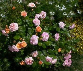 Les petits rosiers On en a très peu, vu qu'ils ont bien du mal à se faire une place et qu'ils sont souvent plus sensibles, du fait de leur...