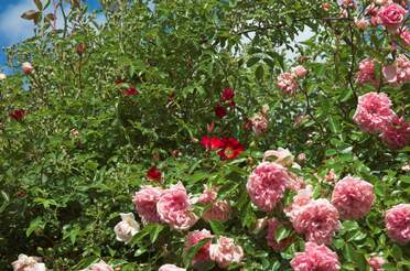 trios Parfois trois rosiers se mélangent pour notre plus grand plaisir.