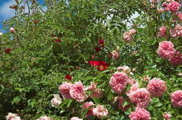 trios Parfois trois rosiers se mélangent pour notre plus grand plaisir.