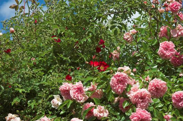 sur l'Allée un rouge pétant ( Cherry Meidiland ) qui ressort bien sur le rose de 