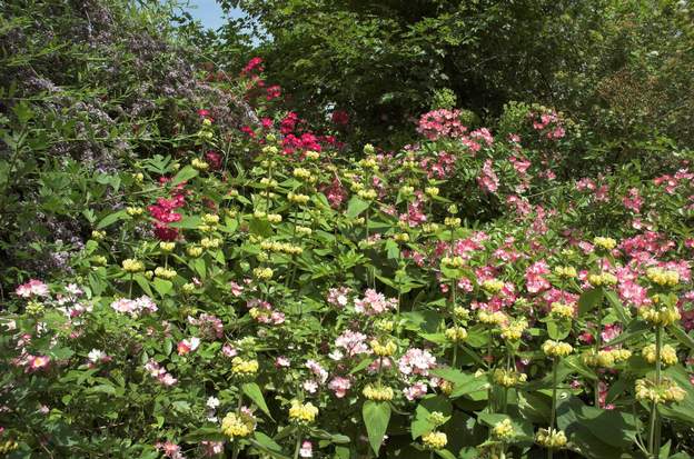 En rocaille Des rosiers qui ne font effet, comme ici, qu'en masse : un peu à droite, sous le buddleia alternifolia on trouve 