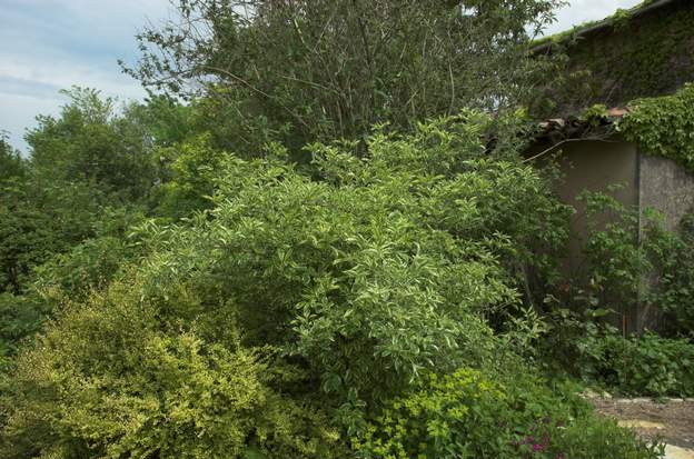 Sambucus nigra 'Aureo Marginata' 2010 Magnifique sureau panaché.