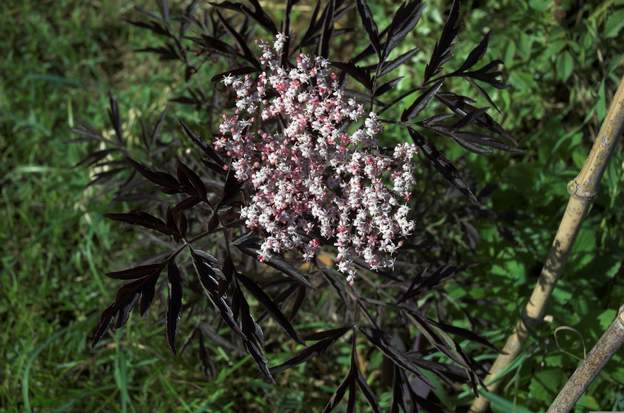 Sa fleur en 2011 il a fait sa première fleur en mai. Il fait trop chaud, il est mort.