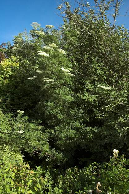 Sambucus nigra 'Laciniata' 2011