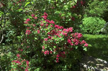 Aubépines Crataegus . Il y en a des milliers d'espèce, on en a, pour l'instant, assez peu, mais elles sont très belles !