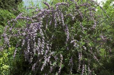 Buddleias Nous avons un ami qui les adore, alors il nous en a donné plein. Certains ont du mal !