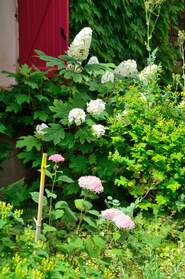 Hortensias Les hortensia ont un peu de mal, il fait vraiment trop sec en été. Nous essayons de les mettre dans un coin à peu près...