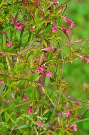 Jasmins Jasminum , une fleur parfois très odorante (et très utilisée alors en parfumerie). Sa forme est variable, liane ou...