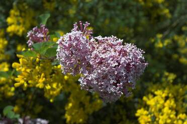 Lilas Les identifications ne sont pas toutes certaines ! nous avons l'impression que certains vendeurs ont des étiquettes fort...