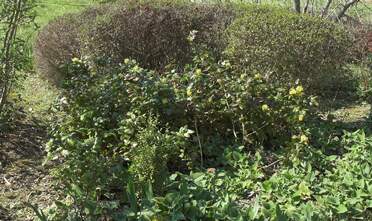 Les Mahonias Ils poussent particulièrement bien dans le jardin, et se resèment allégrement. Alors profitons-en !