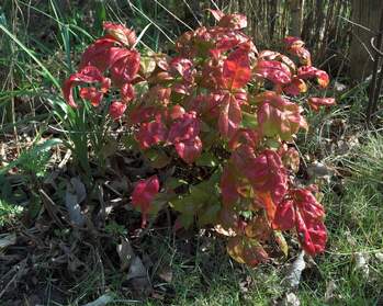 Nandine Les Nandines : Nandina en latin. Cet arbuste se porte bien ici, il pousse lentement et n'est jamais grand.