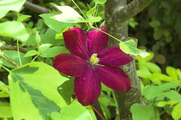 Clématites Clematis en latin. De la famille des renonculacées. J'ai mis toutes les clématites dans les arbustes, en fait certaines...