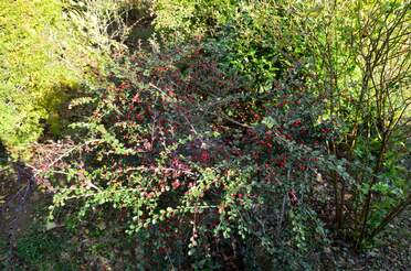 Cotonéaster Encore un genre de la famille des rosacées.