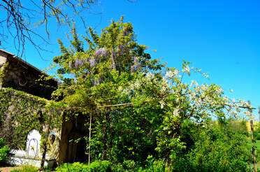 Glycines Wisteria est un genre originaire d'orient (Chine, Japon) ou d'Amérique du nord. Elles n'aiment en général pas trop l'eau...