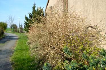 Chèvrefeuilles Lonicera en latin. On les a identifiés peu à peu.