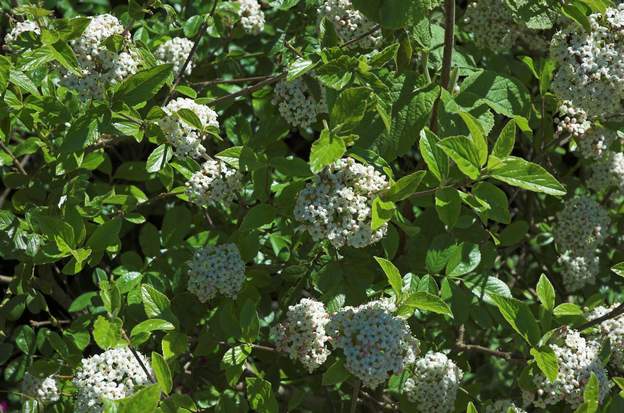 Viburnum 'Chesapeake' 2008 04