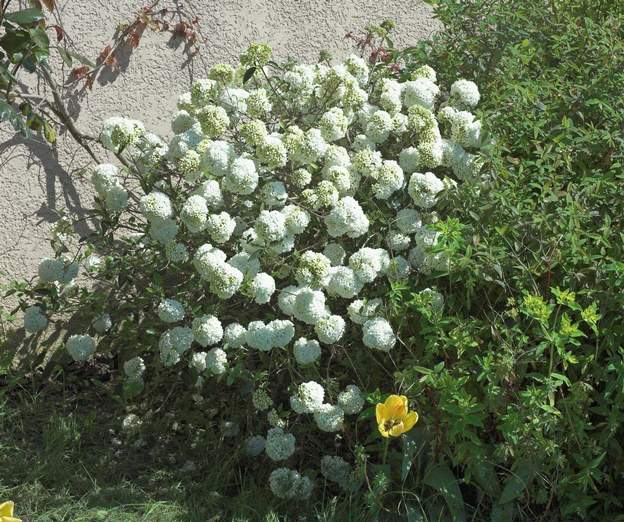 Viburnum 'Eskimo' 2007 l'une des premières fleuries début avril