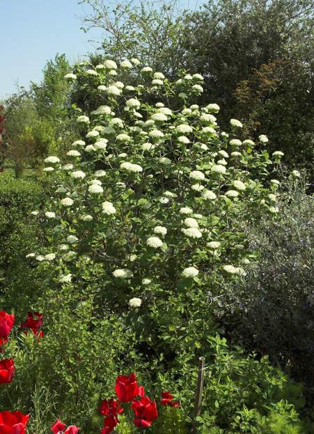 Viburnum lantana 2007 04 la viorne mancienne de nos campagnes, pousse parfaitement dans nos terrains.