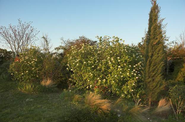 Viburnum lantana 2008 Les viornes mancienne dans la plate-bande ouest Comme c'est une partie assez aride et soumise au vent d'ouest, elles s'y plaisent.