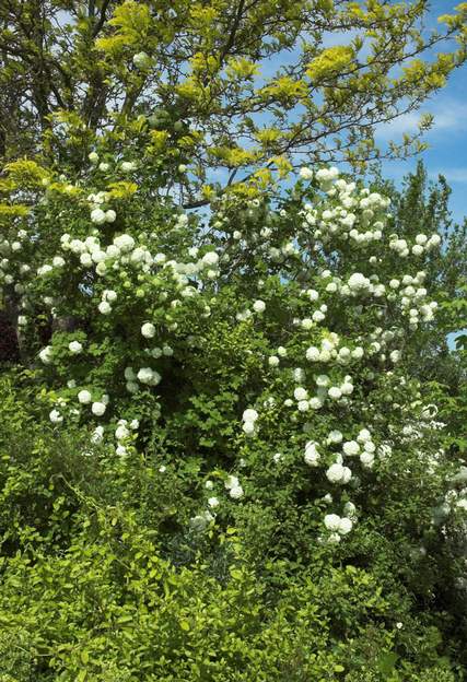 Viburnum opulus 'Sterile' 2007 04 la fameuse boule de neige qui peut devenir très grande. Elle est splendide mélée ainsi à un févier doré.