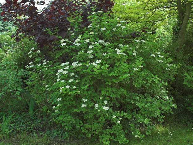 Viburnum opulus 'xanthocarpum' 2008 05