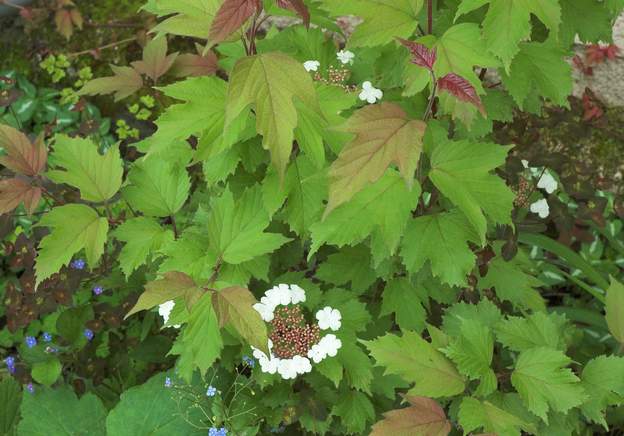 fleur de l'onondaga fleur de l'onondaga