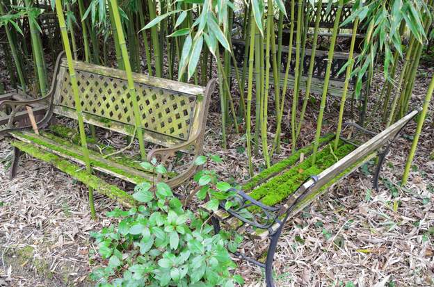 Le cimetère des bancs Les bambous traversent les vieux bancs et la mousse peu à peu s'y installe.