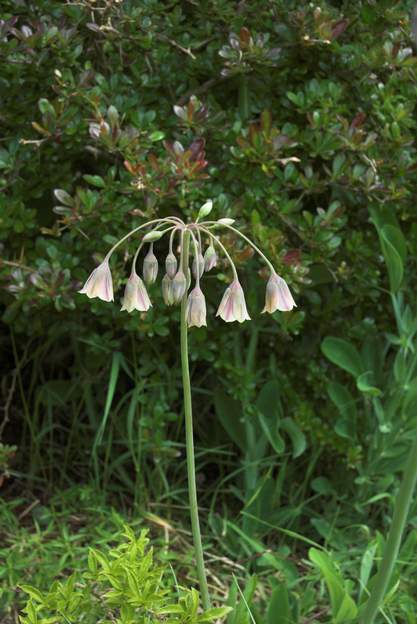 Allium bulgaricum le principal défaut de cet ail, c'est de fleurir vers le bas, et donc de ne pas présenter grand intérêt !