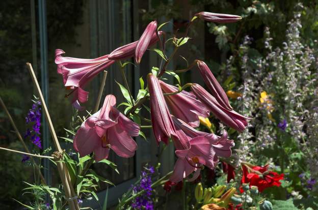 Lilium 'Pink Perfection' Un hybride de lys royal, parmi les plus connu, dépasse les 1,50 m., il faut le tutorer, sinon il s'écroule sous le poids des fleurs.