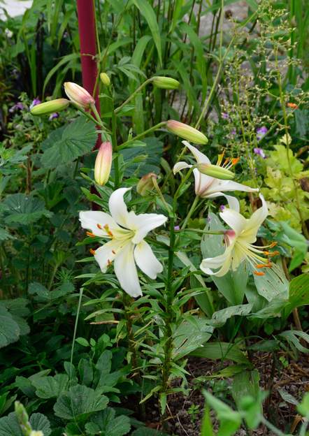 Lilium asiatique 'Navorra' 2020 06a