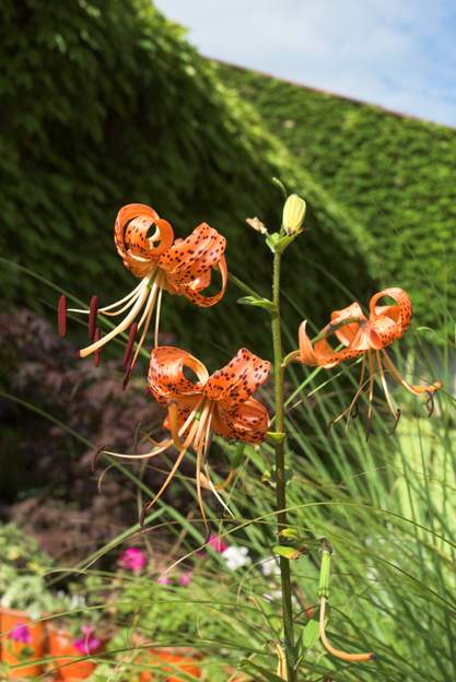 Lilium lancifolium a 2009 08 Grand lys (plus d'un mètre) qui fleurit en fin juillet début août. Il a été planté à partir d'un bulbille (qui pousse le long de la tige) directement rapporté...