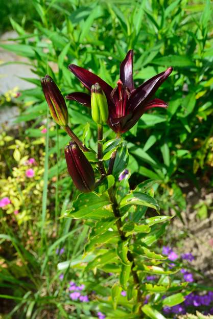 Lilium pourpre Très belle couleur presque noire, très foncée en tous cas.