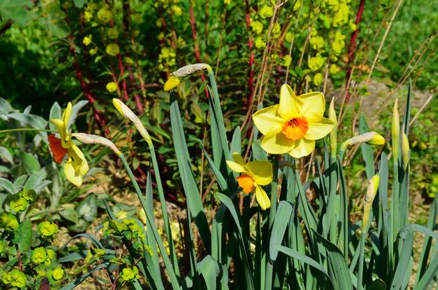 Narcissus 'Fortissimo' (1) Tardif, il fleurit en avril.