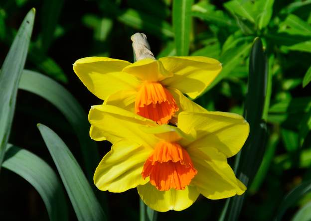 Narcissus 'Fortissimo' (2)