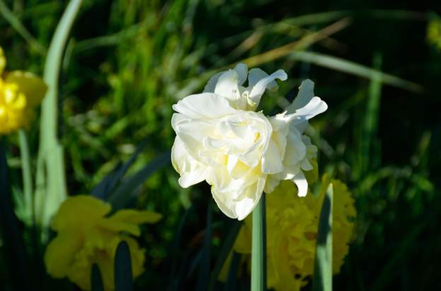 Narcissus 'Obdam' Fin mars, une grosse fleur, 5 cm mini.