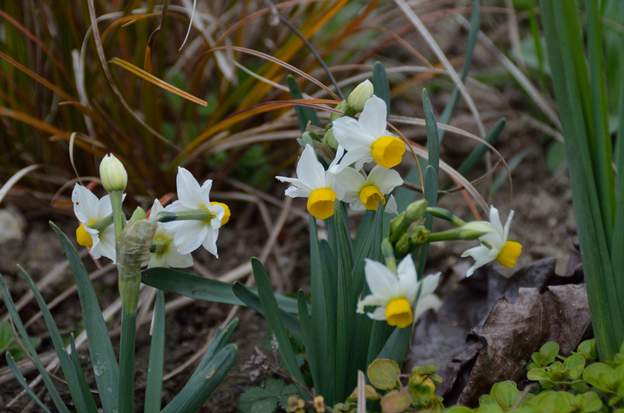 Narcissus Canaliculatus (1) Le plus petit de tous, la première année il ne dépasse pas 10 cm et fleurit assez tard (pour un narcisse !)