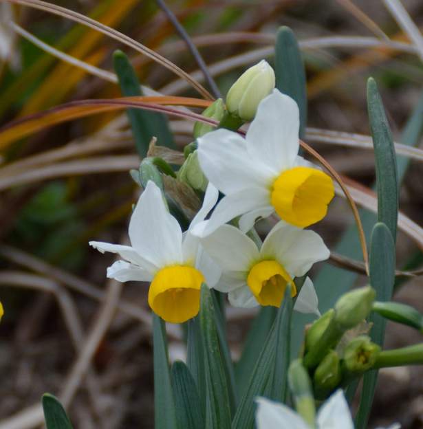 Narcissus Canaliculatus (2)