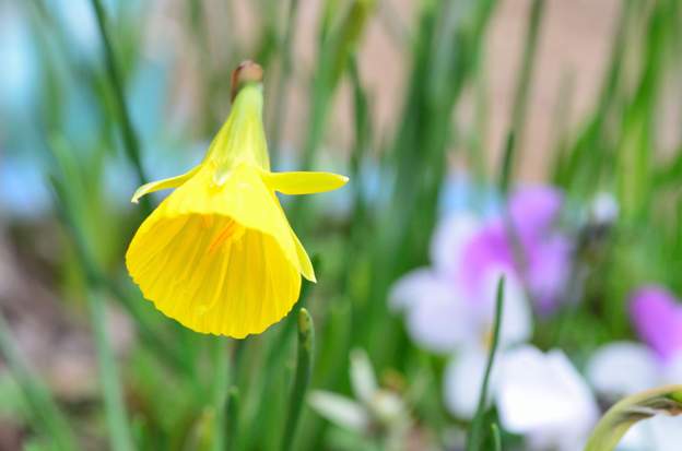 Narcissus bulbocodium 'Oxford Golden' 9