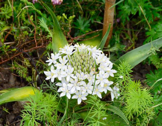 Scilla peruviana 'Alba' 2018 Un petit nouveau, tout blanc, fleur de fin avril.