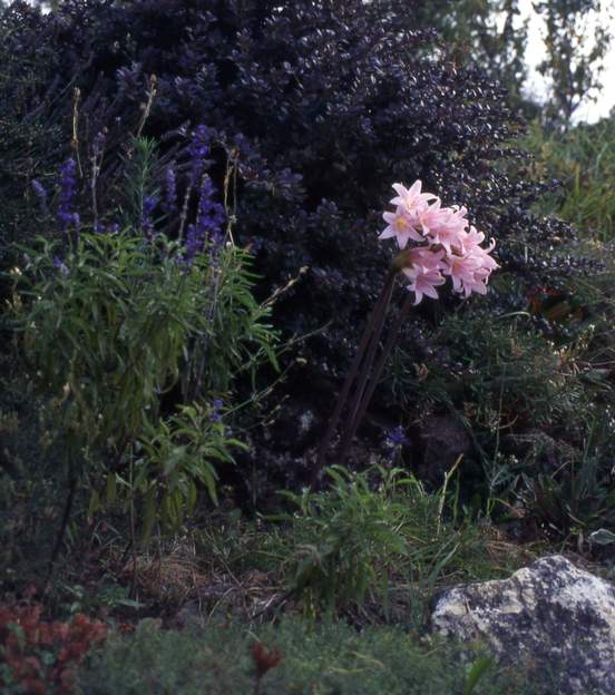 Amaryllis belladona L'amaryllis de jardin, fidèle au poste depuis 20 ans.