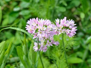 Bulbes, cormes, rhizomes et griffes