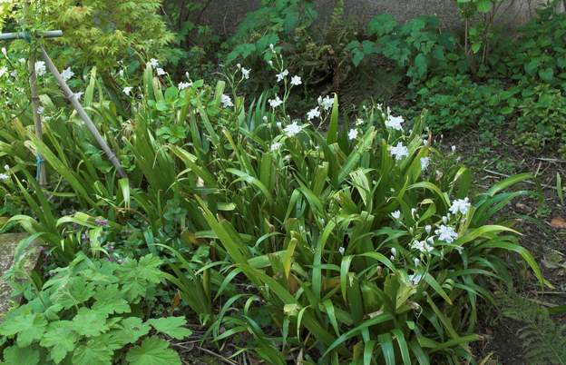 Japonica 1 l'iris japonais Shaga , fleurit en sous-bois, il est parfait donc pour cette partie sans soleil. Excellent couvre-sol, envahissant.