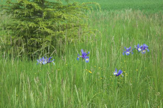 Dans l'herbe ça n'a pas duré, les iris ne sont pas capables de résister à l'herbe. Mauvaise idée.